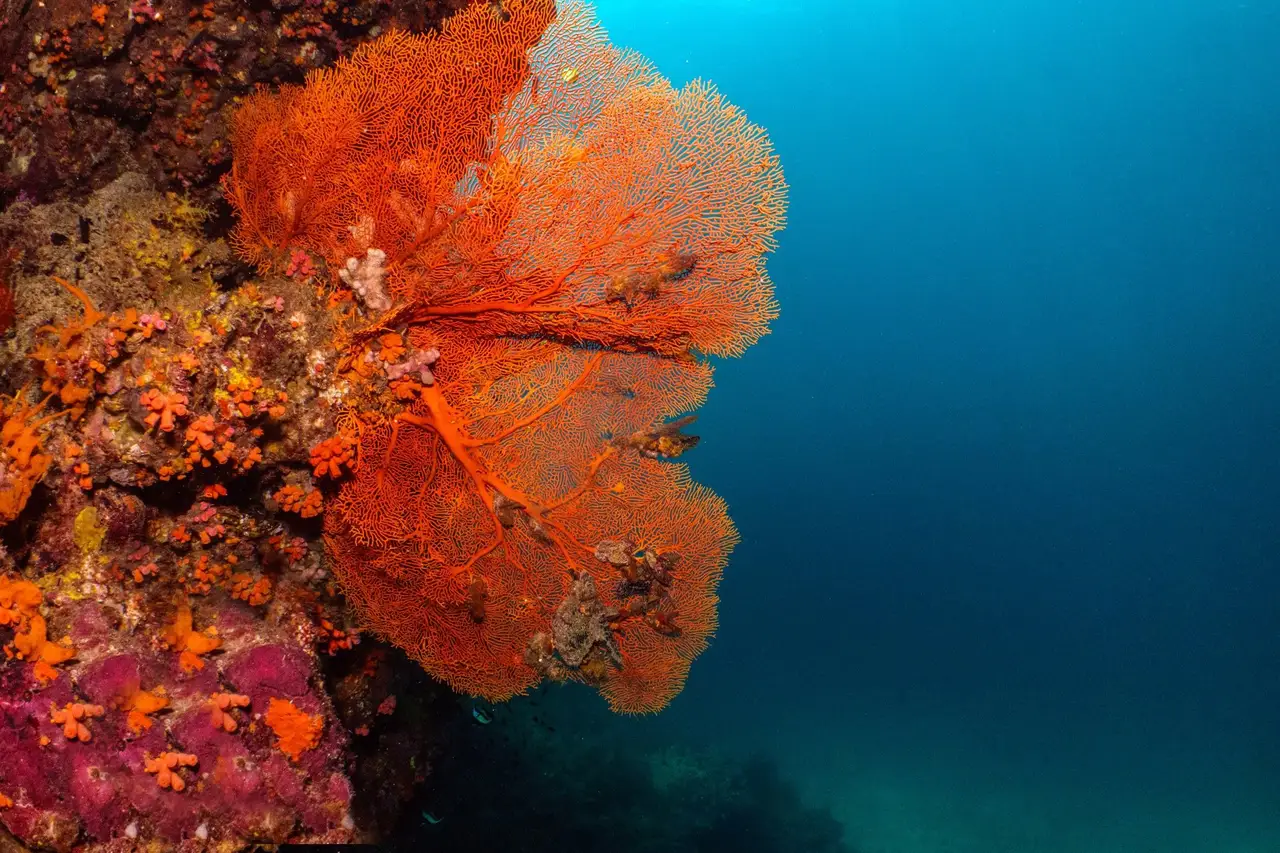 Diver’s Heaven & Cathedral