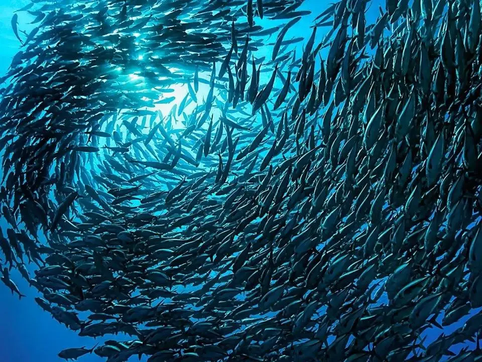 Best Time to Dive & Flight Safety Information