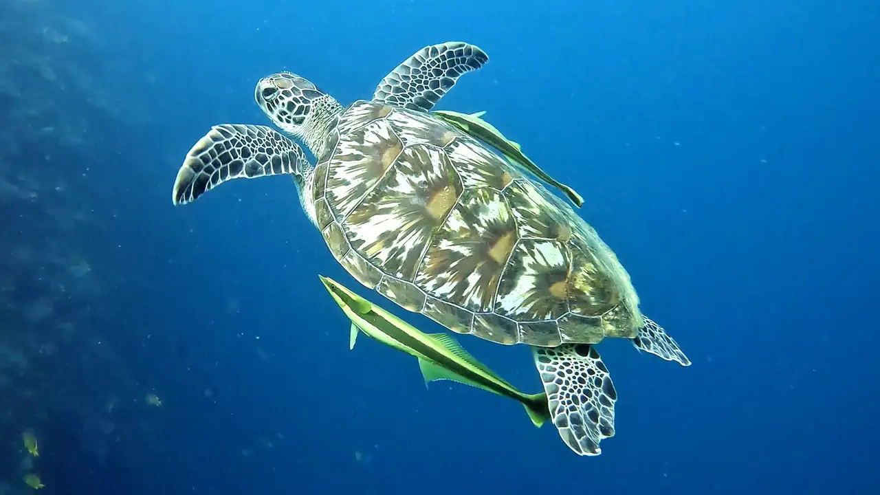 Swim with Resident Green Sea Turtles