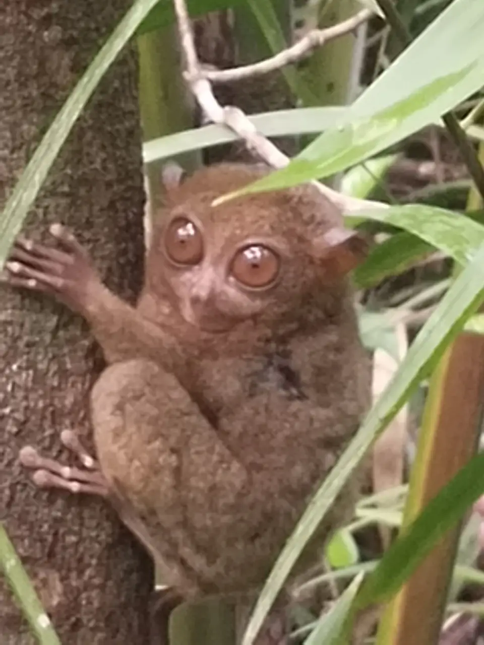 The Philippine Tarsier: Protecting a Fragile Legacy