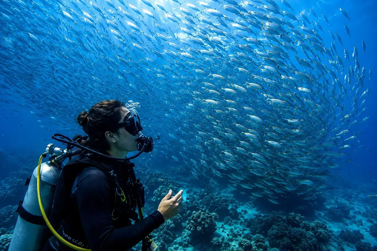 Balicasag Island Diving (Marine Sanctuary Safari)