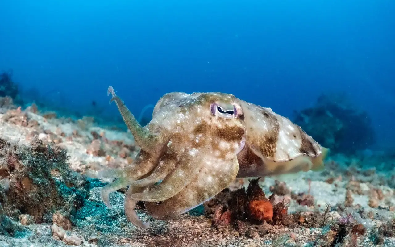 Panglao Local Dive Sites: Macro & Convenience