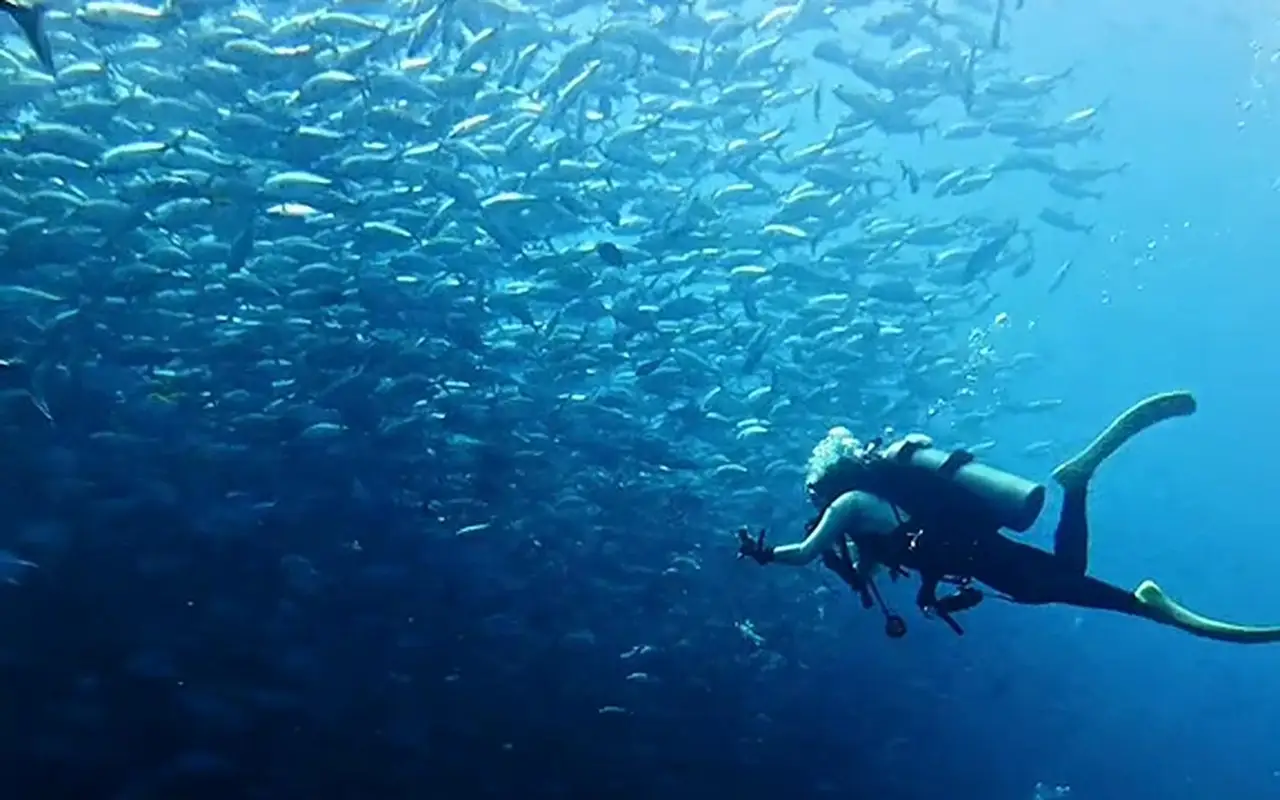 The Napaling Sardine Run