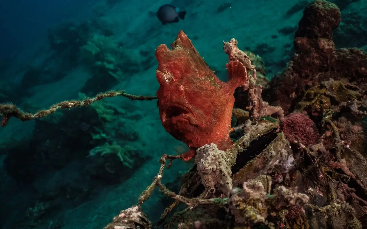 Perfect Buoyancy