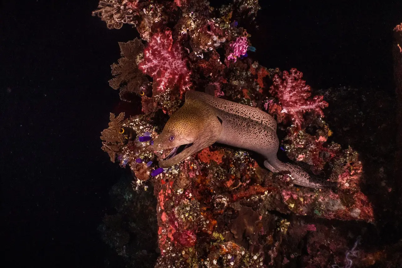 Why the Bohol Sea Completely Changes After Dark