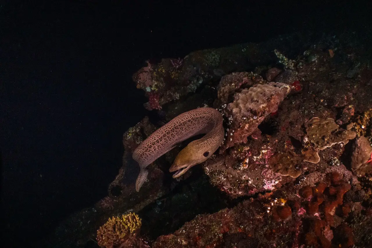 Night Diving in Bohol: Explore Panglao’s Reefs After Sunset