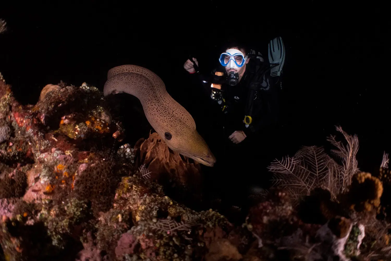 Alona Reef