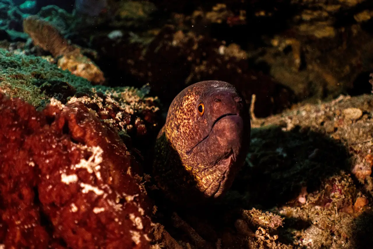 Scuba diving in Bohol