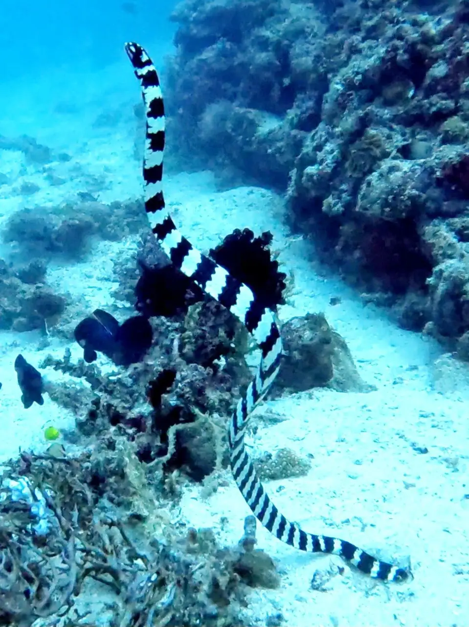 Cervera Shoal (Snake Island)