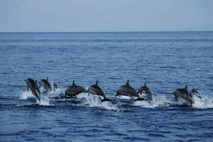 Why Divers Prefer Pamilacan Over High-Traffic Destinations