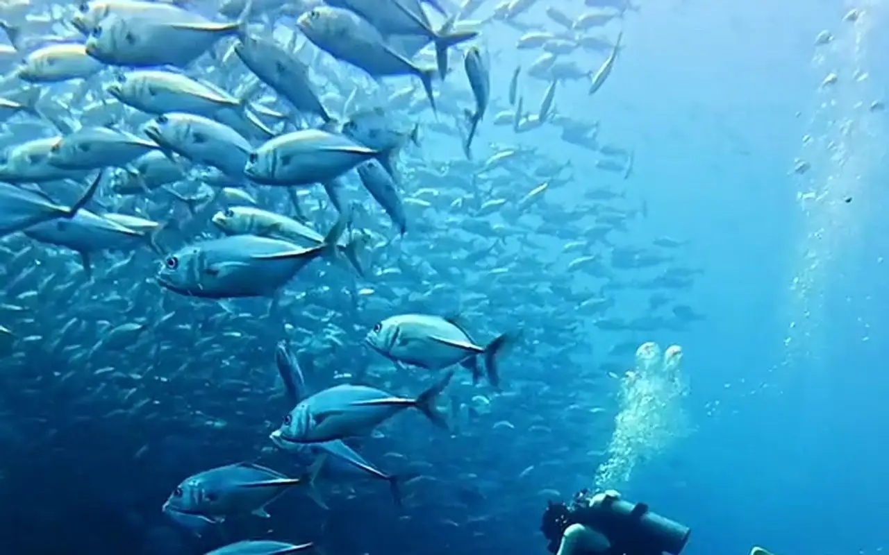 Private Dive Trips in Bohol: Exclusive Custom Charters & Private Guiding