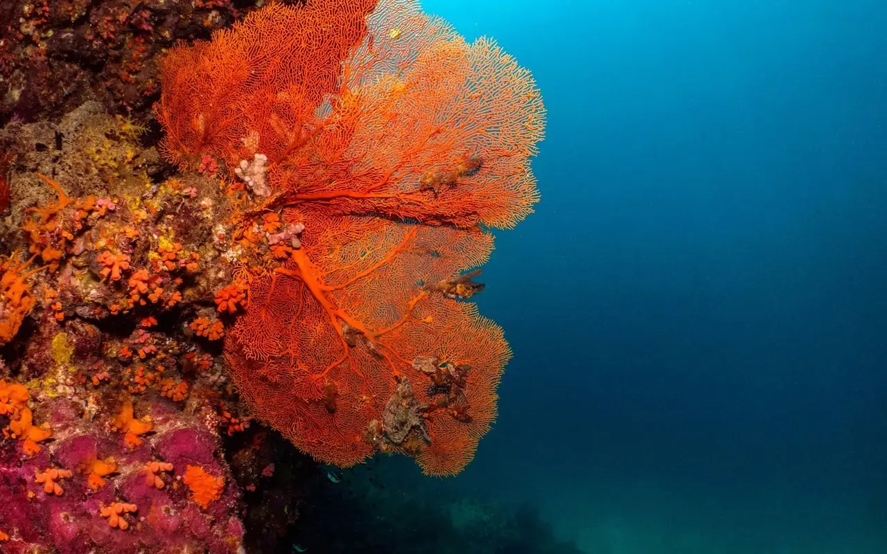Private Full-Day Trips to Pamilacan Island