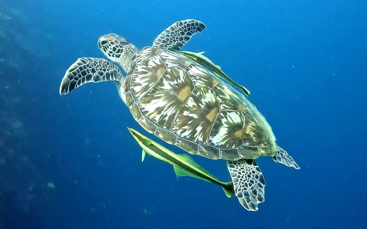 Why Tropical Diving Feels Easier for Beginners