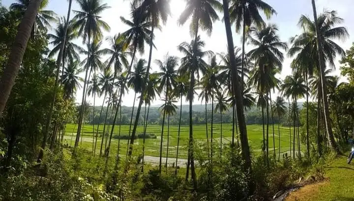 Bohol Man-Made Forest