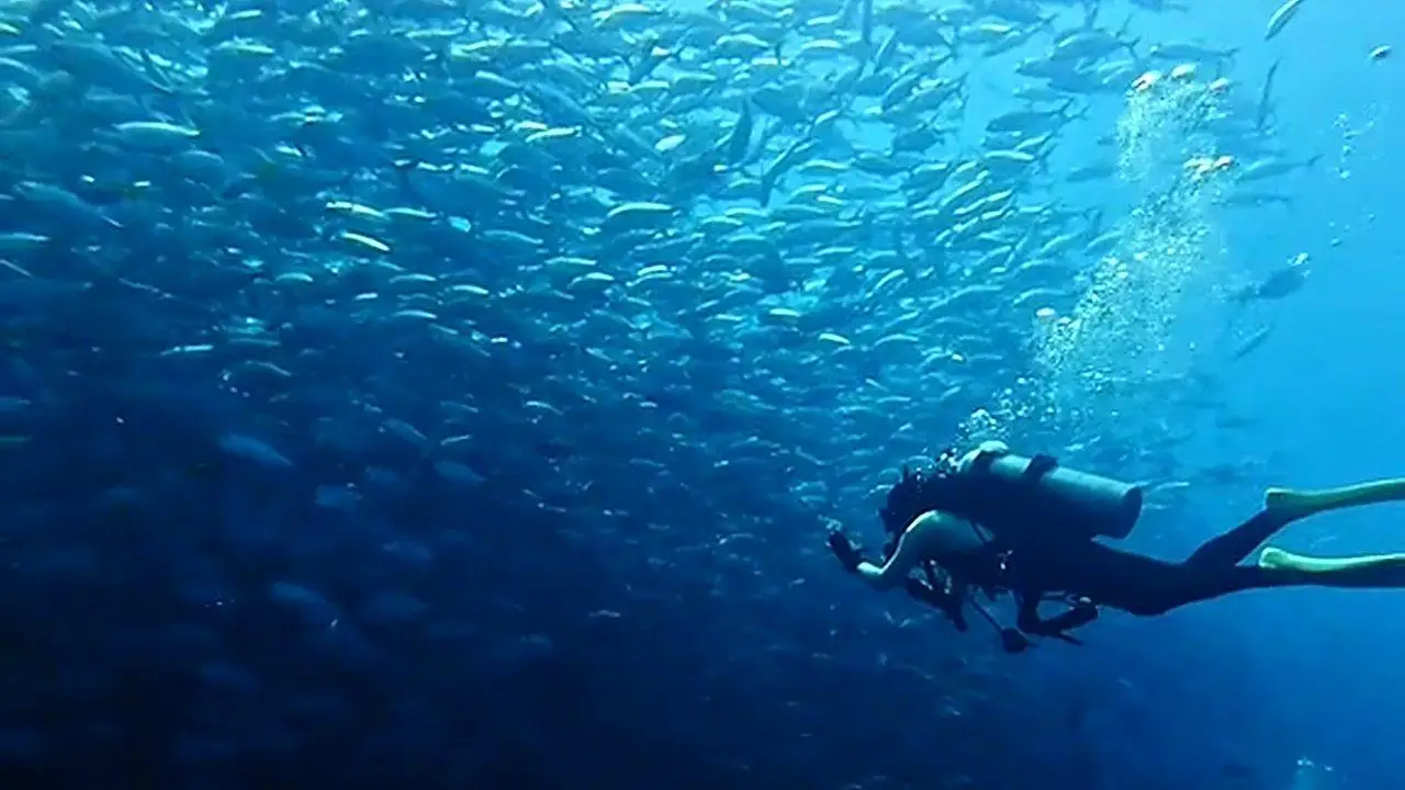 Try Freediving in Bohol