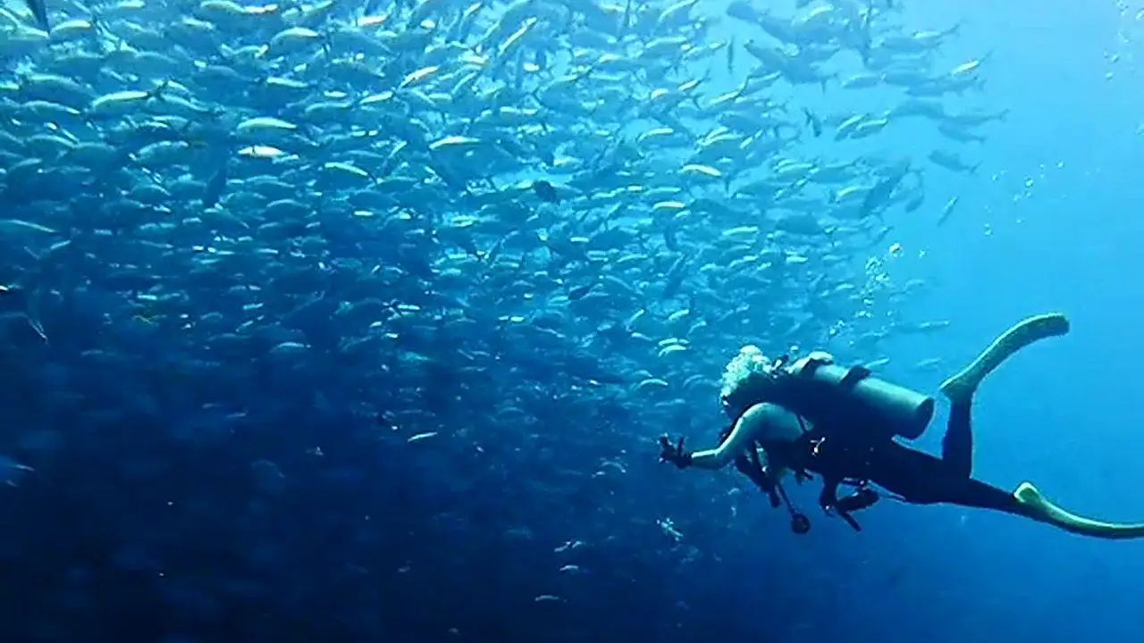 Scuba Diving in Bohol