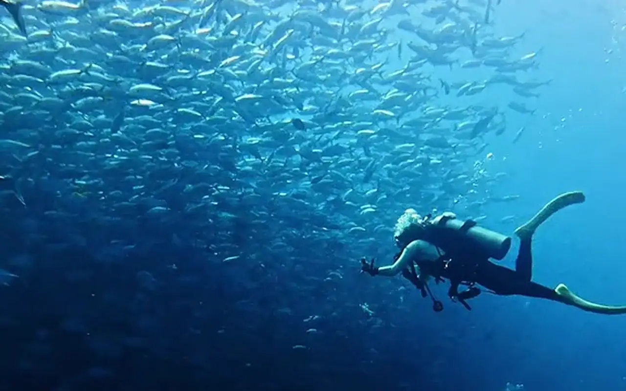 Balicasag Marine Wall