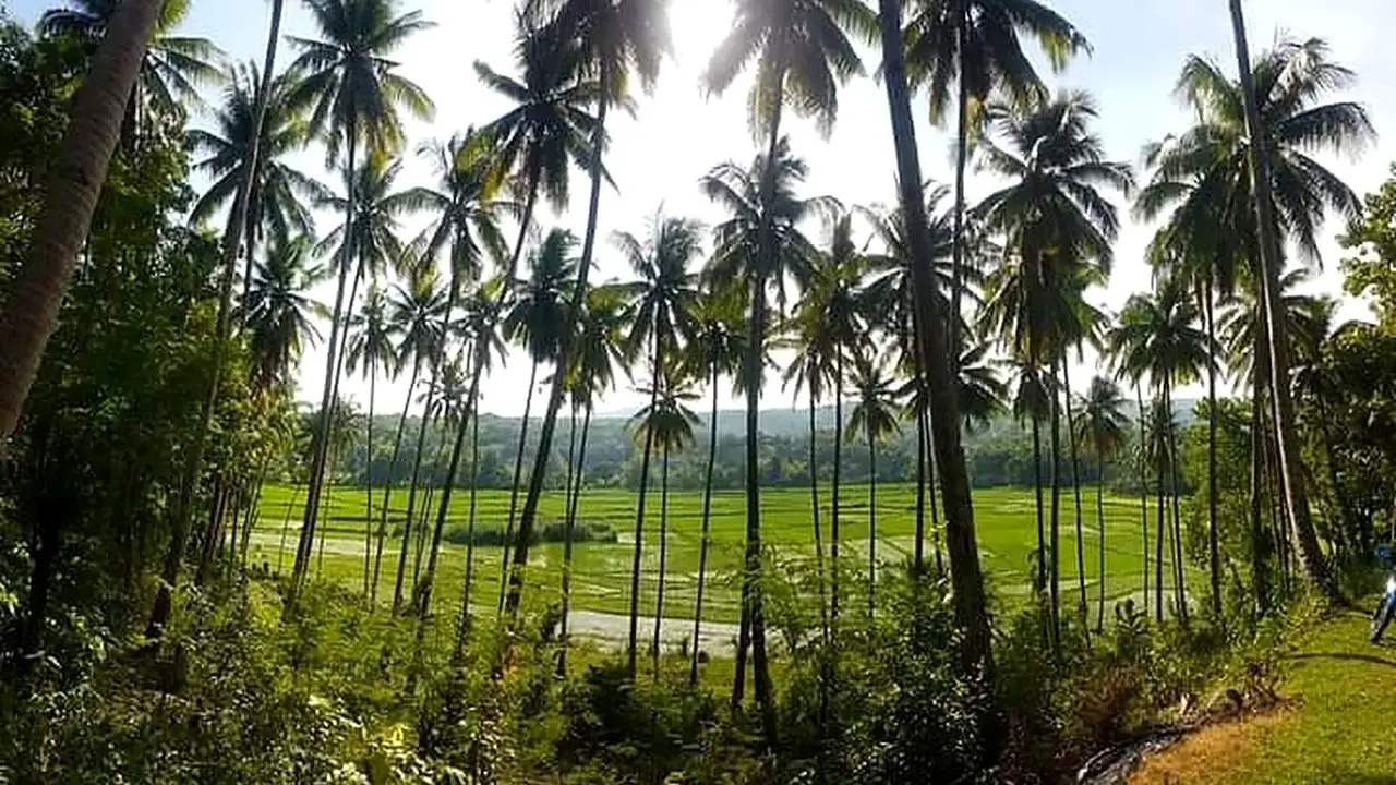 Bohol Travel Tips: Everything You Need to Know Before Visiting Bohol