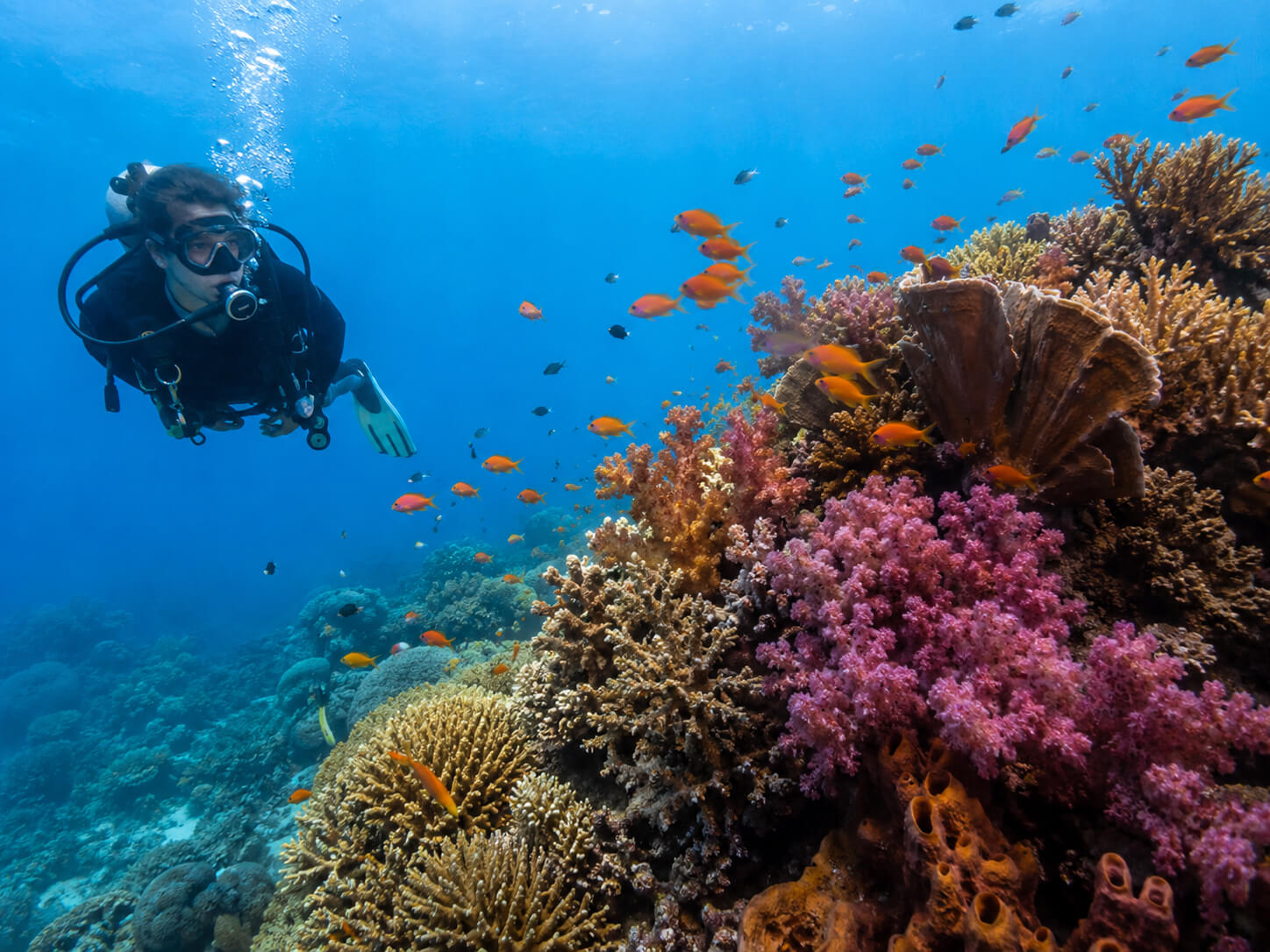 Local House Reefs