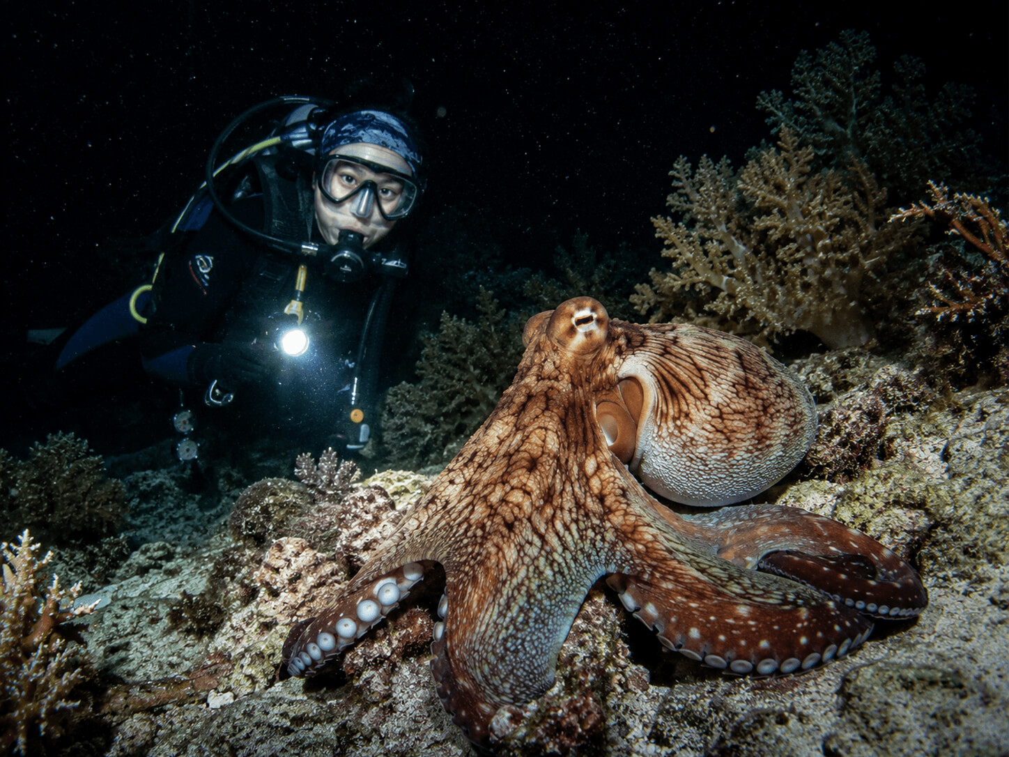 Night Fun Diving